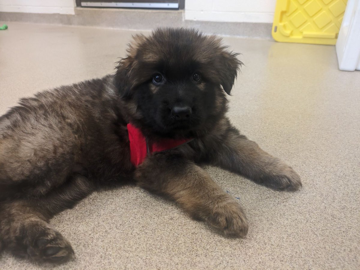 Just practicing for when I grow up and become a guide dog! VD: 6-week-old pup laying with small harness on, looking at camera.