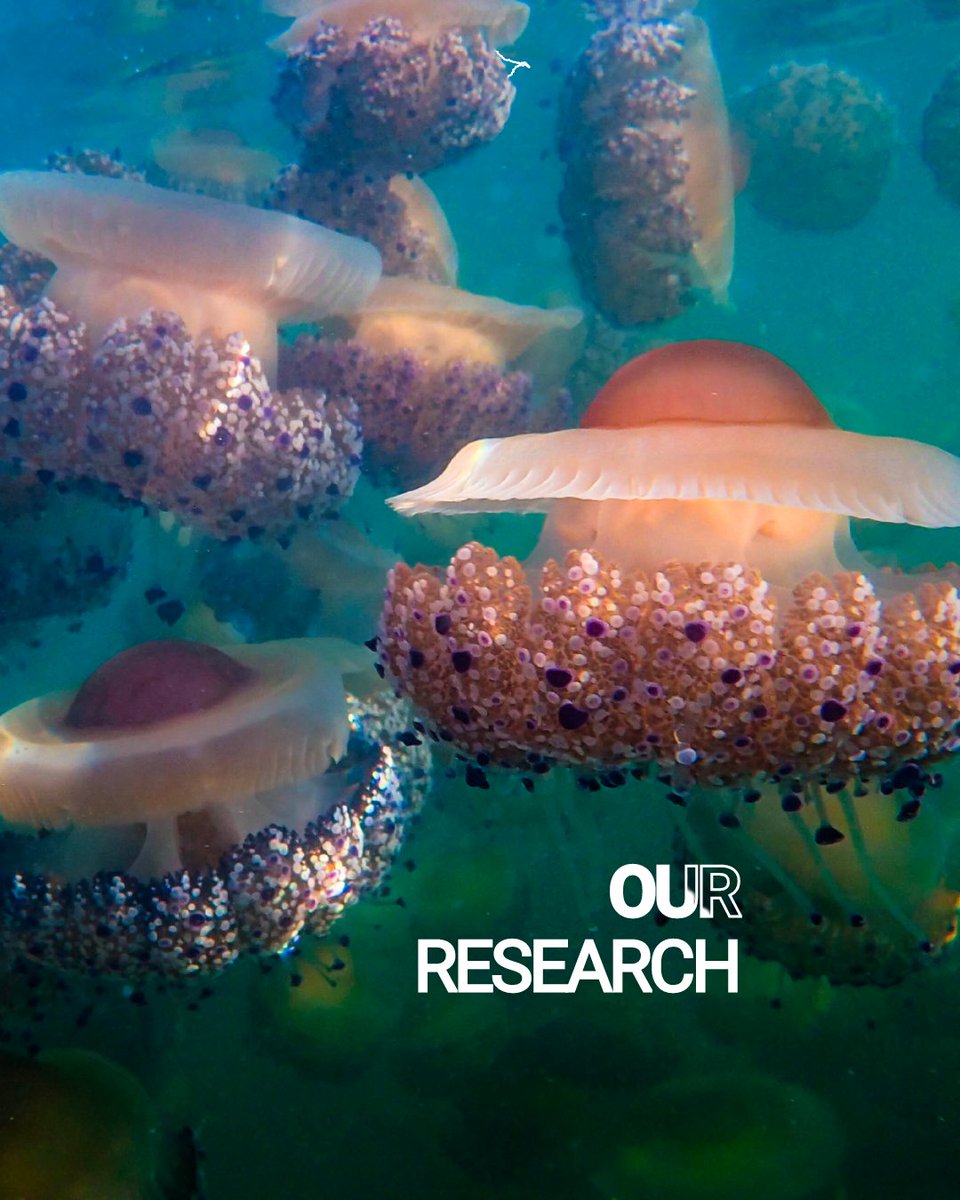 New blog post! Give it a check to learn more about the initiative of our GoJelly project partners, who created a petition to ensure the regulation of jellyfish harvesting: mare-madeira.pt/jellies-and-th…