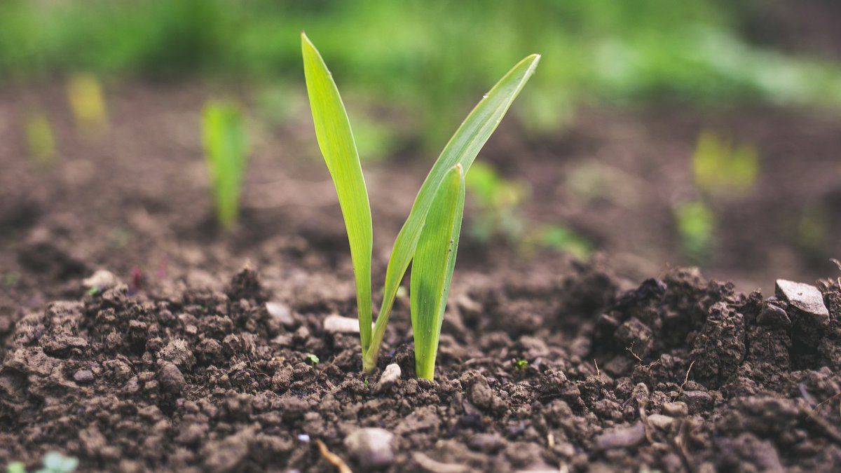📢 Verra is launching a public consultation for a minor revision to “VM0042 Methodology for Improved Agricultural Land Management, v2.0” in the Verified Carbon Standard (VCS) Program. Learn more and comment by May 6, 2024: bit.ly/4aD0J2t #CarbonCredits #carbonmarkets