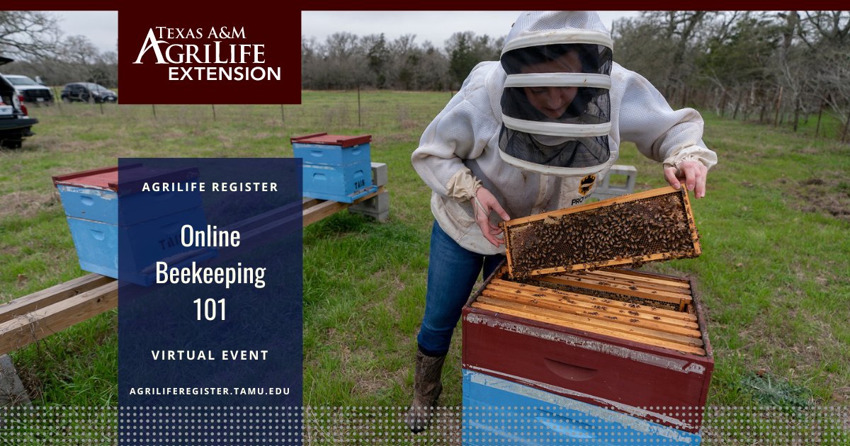 Join the buzz! Online Beekeeping 101 is an online, self-paced course. Learn the basics of being a beekeeper from suit options to apiary set-up. Registration includes the chance to join a field day and coupon code for the Beekeeping 101 online course: tx.ag/AL041024