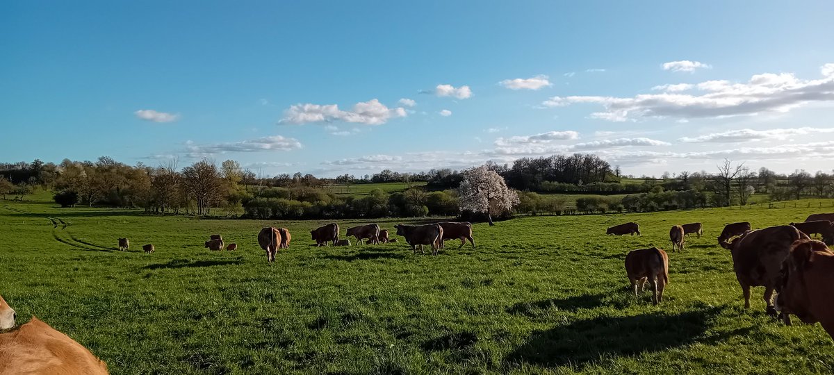 Tous nos animaux on regagné les prairies Après un long hiver elles sont heureuses