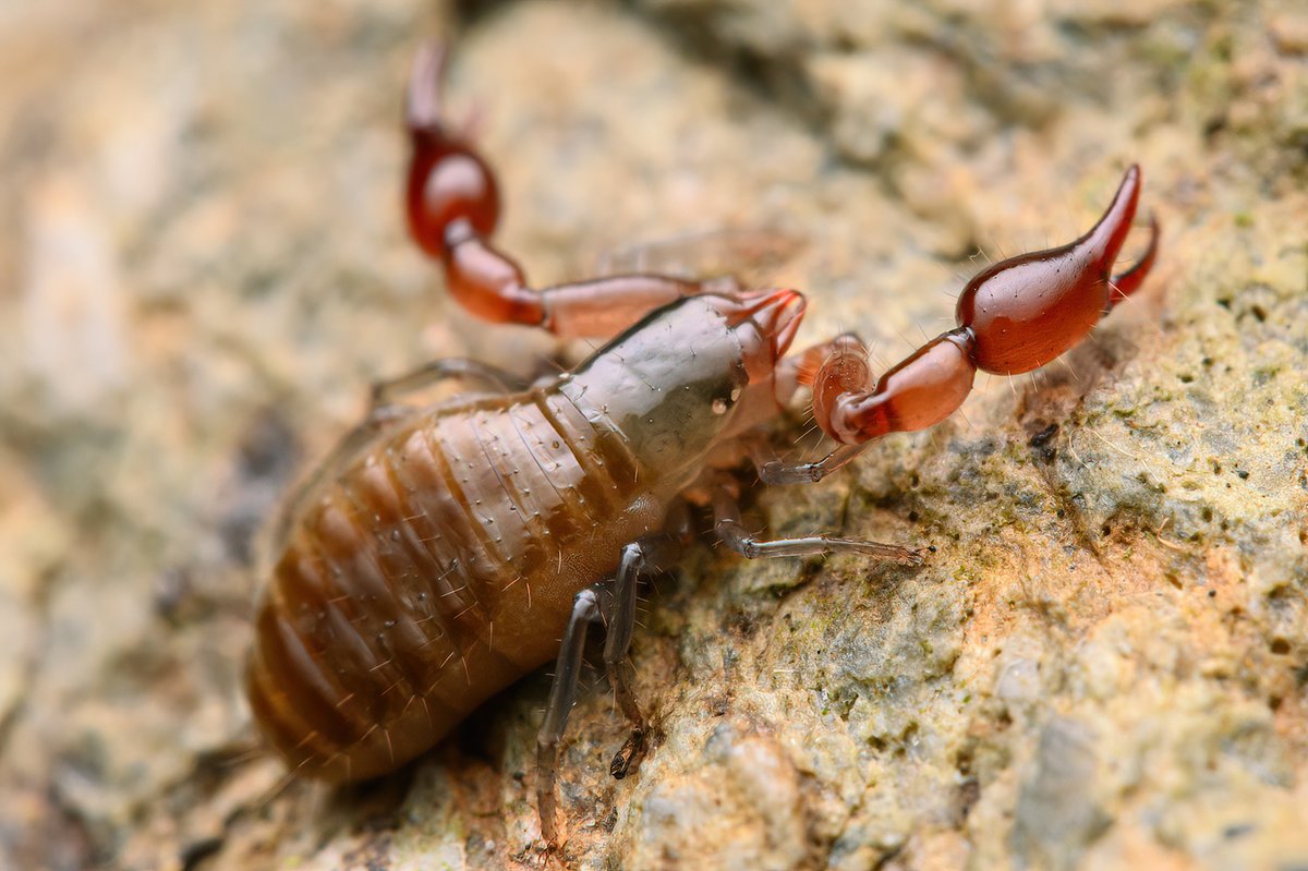 little pseudoscorp from under serpentinite, Colusa County CA