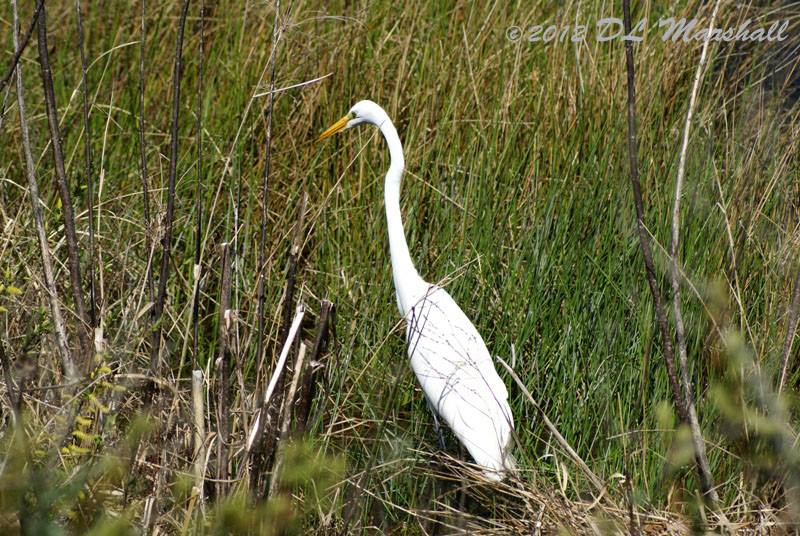 #GreatEgret #bird #Florida #wildlife #big #whitebird #beautiful #memories #LOVE