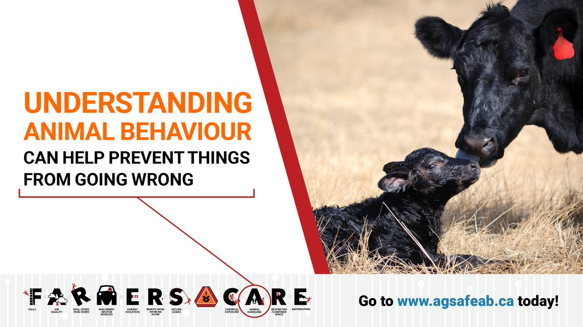 Understanding  and anticipating animal behaviour can go a long way toward preventing incidents on the farm. This is especially true for a cow who has recently calved.

#agsafety #farmsafety #westcdnag #abfarming  #FarmSafetyEveryday