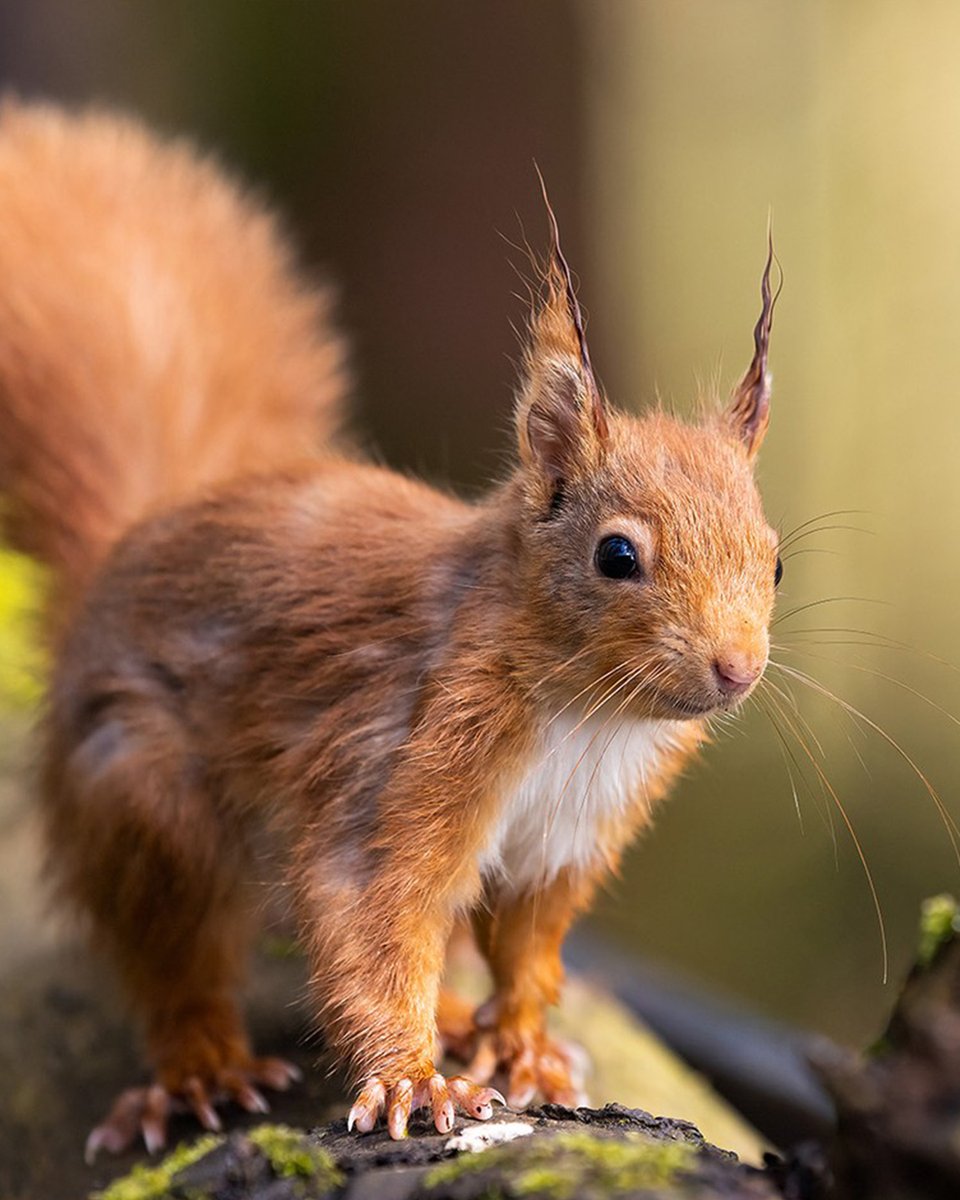 Have you spotted any of our gorgeous red squirrels on your visit to the SWC300? We'd love to see your pics! 📷peter.starling #LoveDandG #ScotlandStartsHere #SWC300