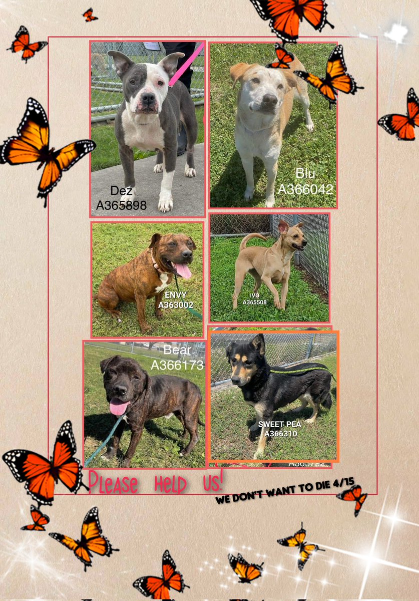 🆘️URGENT 6 🐕lives on line 4/15/24
IRS more likely to give extension than #CCACS
#CorpusChristi #TX #DeadDogsWalking 
#Adopt #Foster #PledgeForRescue 
🎀DEZ #A365898 💙BLU #A366042 
🎀ENVY #A363002 🎀IVO #A365508 
💙BEAR #A366173  🎀SWEET PEA #A366310 
Plz see hyperlink & RT