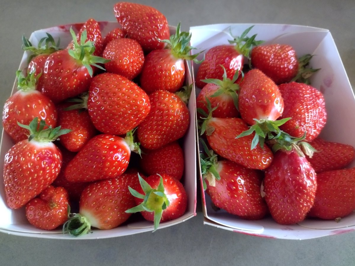 Premières fraises de la saison 😁
Je partage avec vous 😋
#Finistère
#LeConquet