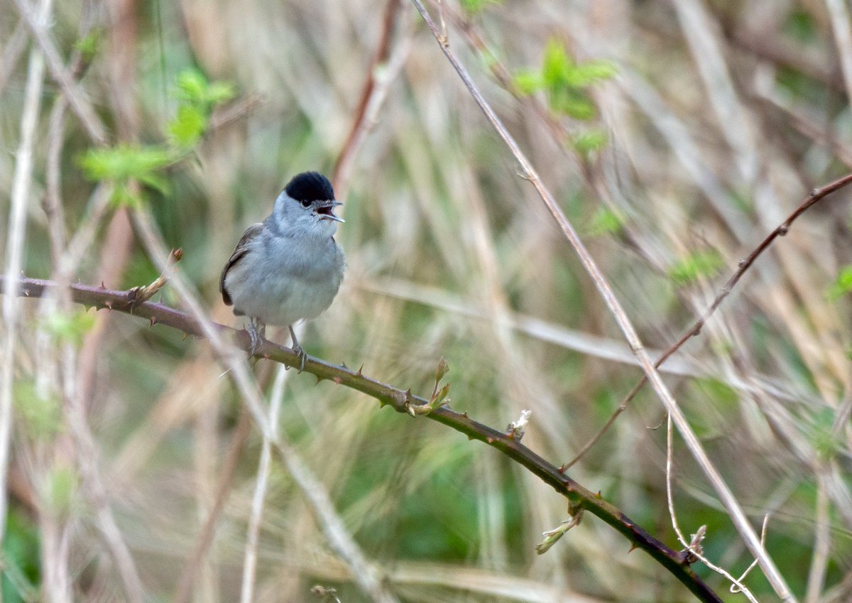 RSPBEdinburghLG tweet picture