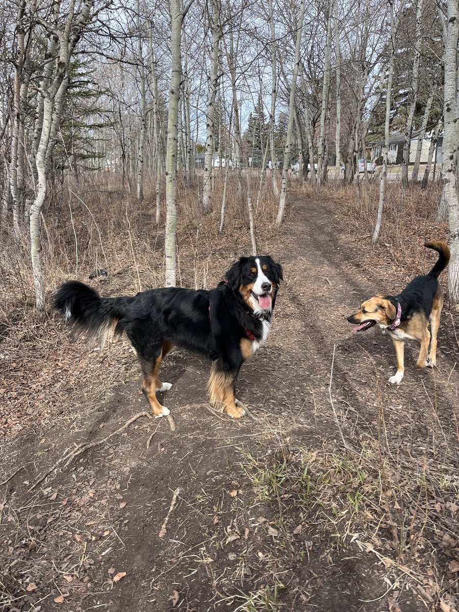 Dog park days with buddies are good for everyone! ❤️
#dogsofx #playoutside #friendship