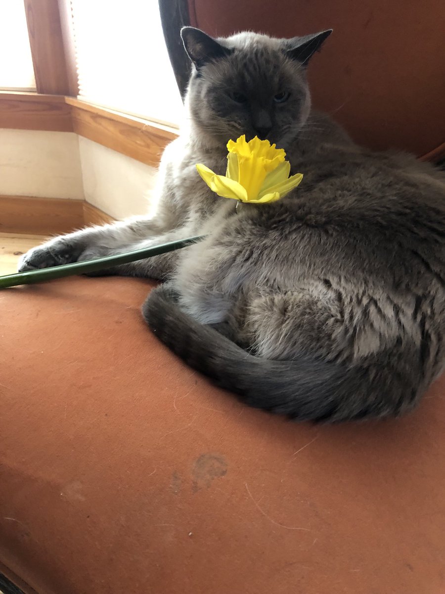 ⁦@BillyMcWillia12⁩, did you bring us daffodils? Betsy & I appreciate them, and you. So does Oscar the Mildly Strabismic Cat. Thank you, friend! ⁦@betsygquammen⁩