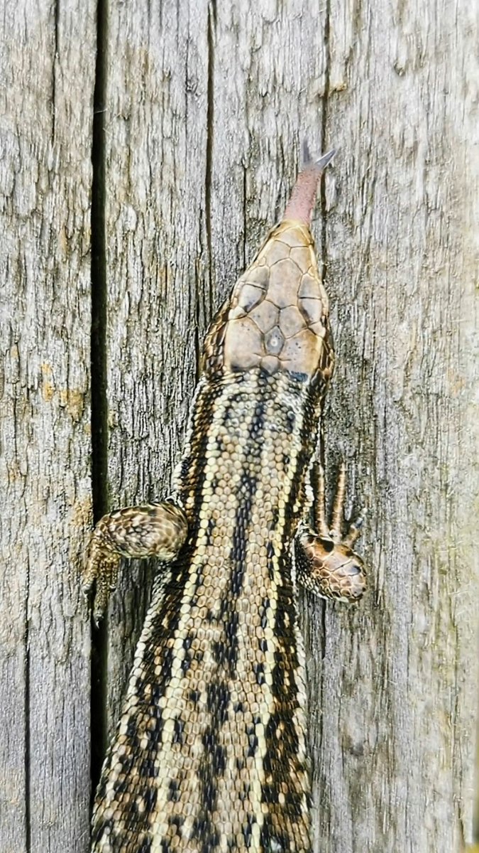 A *very* cheeky Common Lizard on the Cley boardwalk today... 👅😂