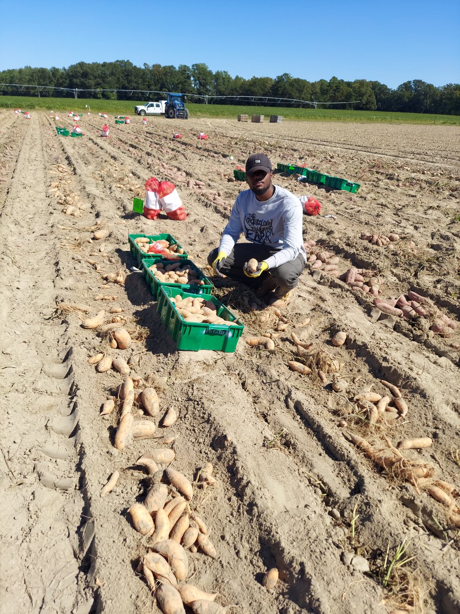 From Jamaica to Raleigh, agroecology student Jaleel Hewitt wants to feed communities, support a business, & prove that small farms matter. Hear him mythbust common assumptions & discuss its role in strong local food systems. go.ncsu.edu/jaleel-hewitt @NCStateCALS