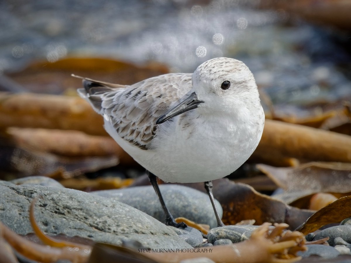 A nice Sanderling from Penzance yesterday. @CBWPS1 @BirdGuides @Natures_Voice @BTO_Cornwall @CwallWildlife @RSPBbirders @NatureUK @WildlifeMag @WildlifeTrusts