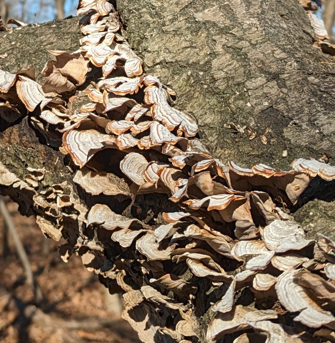 False Turkey Tail mushrooms (Stereum ostrea) bright in the sun #mushroom #fungi #centralpark #newyork #sun