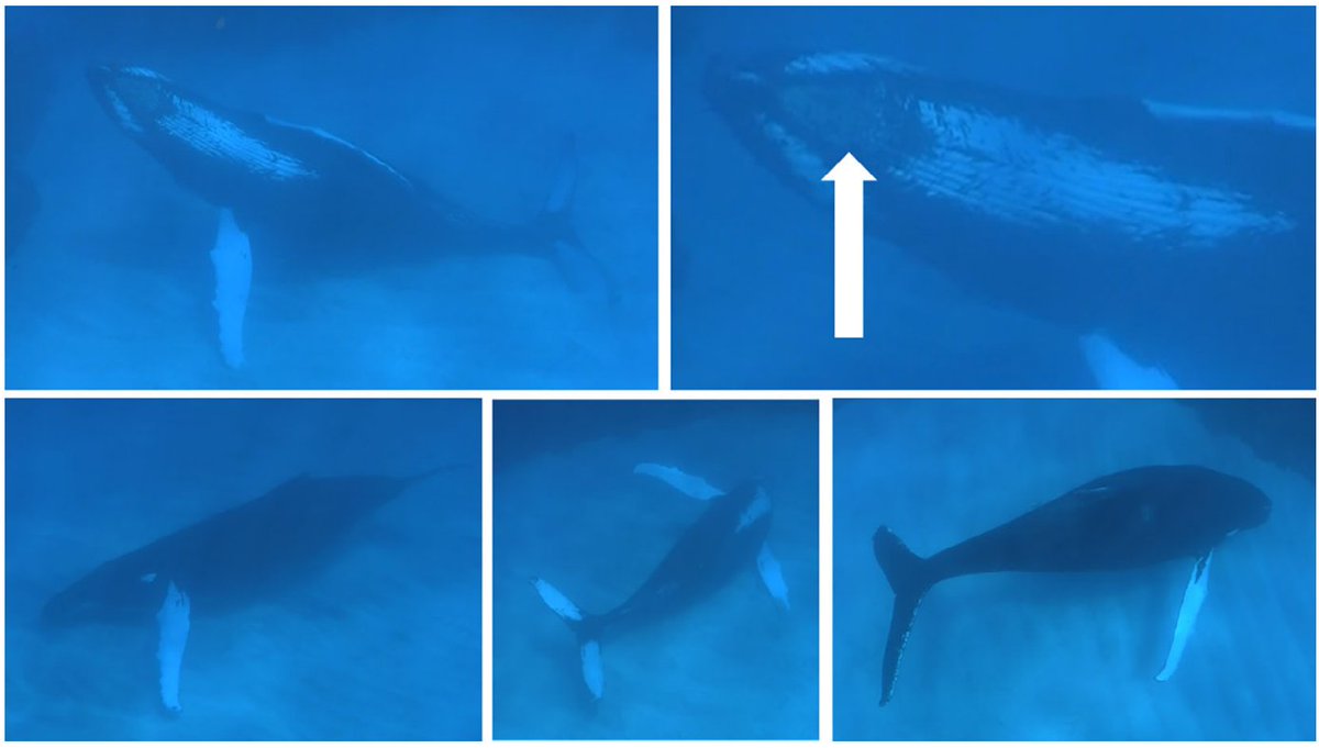 Really interesting new paper by @whalesbermuda & Alexander Werth: humpback whales in Bermuda scratch against the seabed, sometimes inflating their throats before they do (not associated with feeding). Check out the videos in supplementary files onlinelibrary.wiley.com/doi/10.1111/mm…