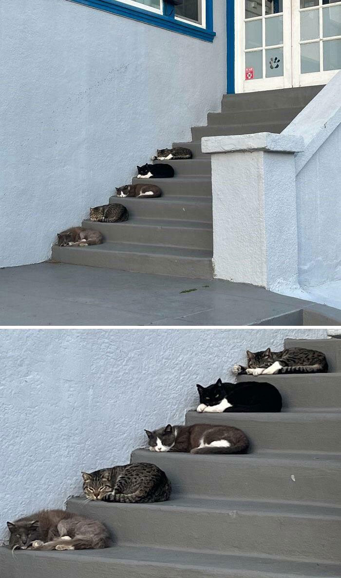15. Cats sleeping perfectly aligned on the stairs
