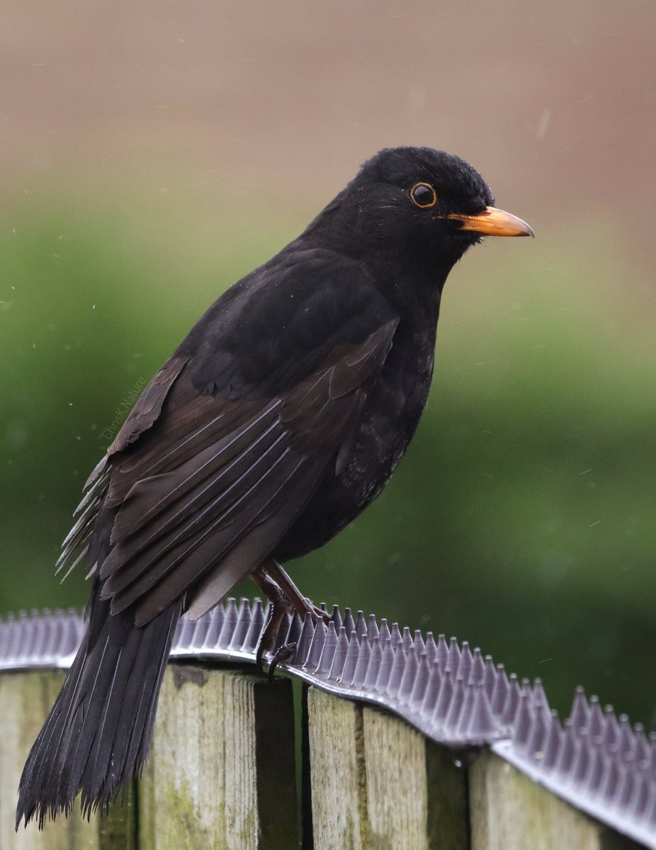 Mr Blackbird On the neighbour's nature unfriendly fence #blackbird #bird #birdphotography #NatureBeauty #naturelovers #NaturePhotography #TwitterNatureCommunity