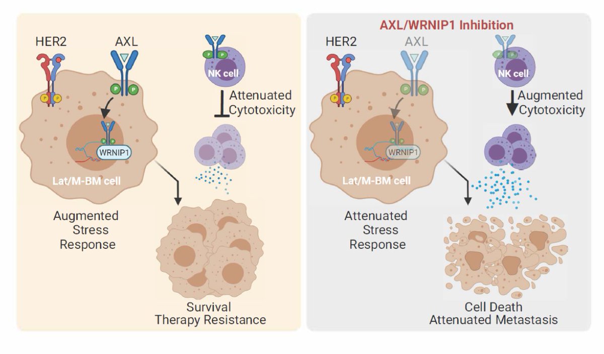 If you are interested in the #AACR24 session on Cellular Competition in Premalignancy and Cancer, be sure to read this paper from session speaker Srinivas Malladi on therapy resistance and metastasis in #breastcancer. bit.ly/3PSNlyQ