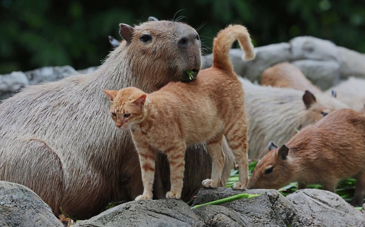 husnuzonee's tweet photo. @AMAZlNGNATURE The National Zoo of Malaysia is famous for Oyen and capybaras https://t.co/QcscItWSOQ