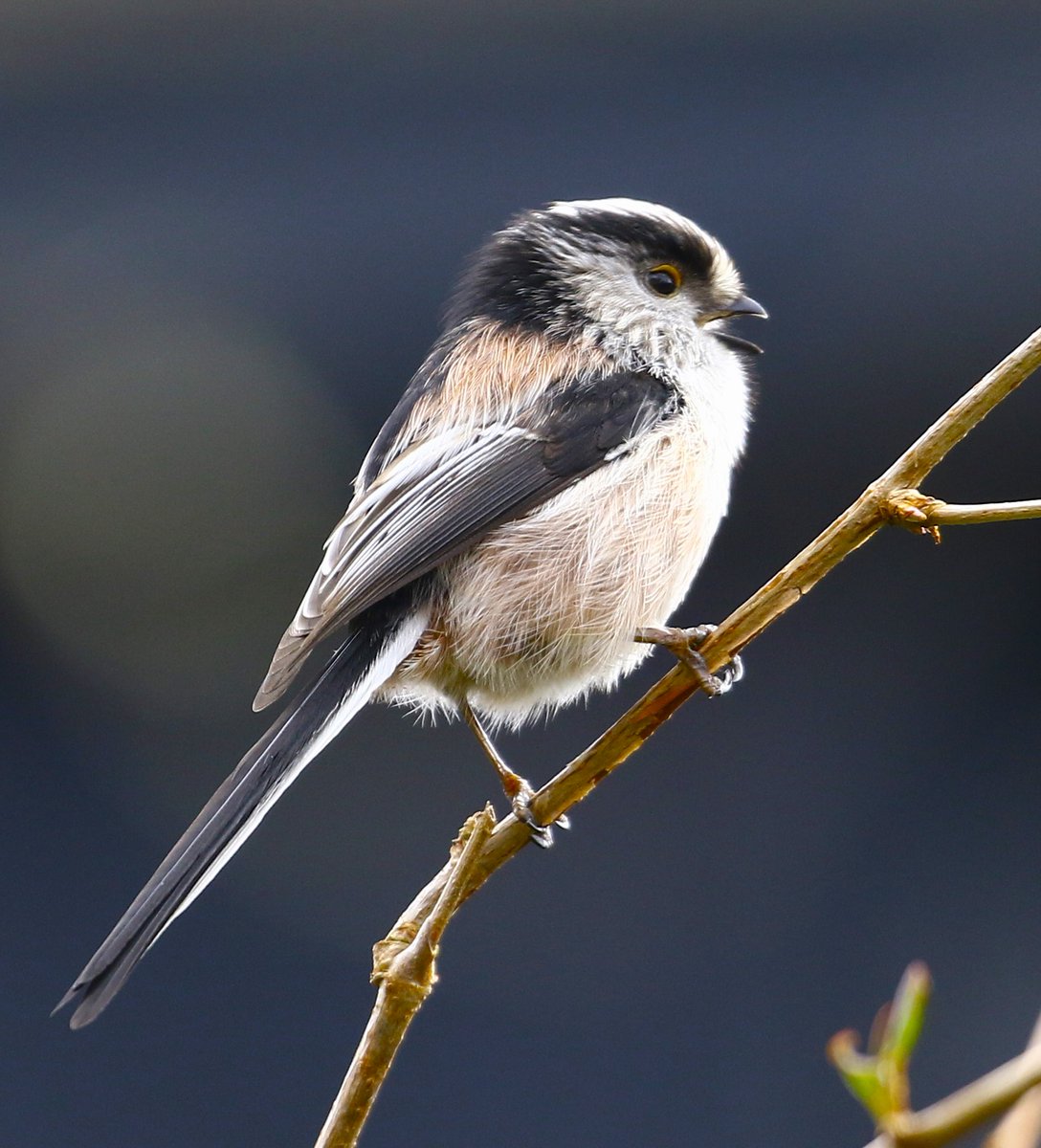 Songful Long-tailed Tit, one of the flock that visits my garden throughout the day. 🎶 @Natures_Voice @BTO_GBW @BBCSpringwatch