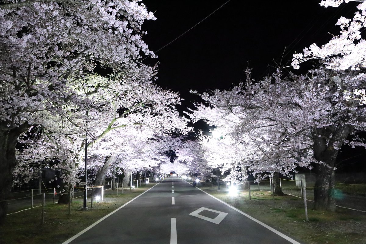 PAKU_DORA's tweet photo. 今年も #GLAY の #さくらびと を聴きながら
#夜ノ森 の桜を見に行きました。
ライトアップした桜は圧巻でした。
そして夜空を見上げたら星が沢山見えました。
うまく撮れなかったから目に焼き付けてきたけど
星空ってやっぱり美しいなって思いました。
また来年も来たいな。 https://t.co/zcHyHSkQVq
