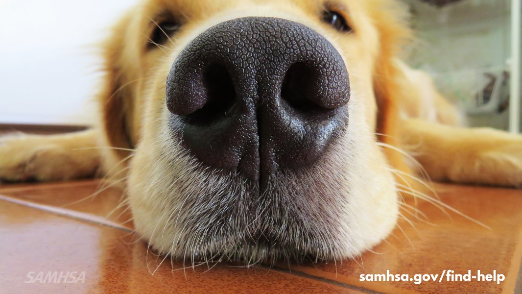 samhsagov's tweet photo. 🐕 Just like your fur-friends, we're here for you 24/7/365 for mental health and substance use support. https://t.co/jTAO1Q7SjI #HugYourDogDay https://t.co/TI4Nc1yT8d