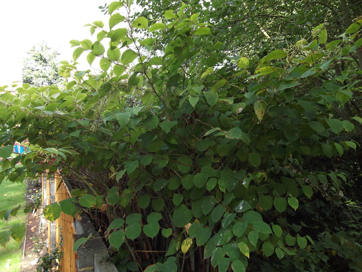 If there is #JapaneseKnotweed, consider whether you will be able to treat the material on site #InvasiveWeeds #Knotweed #InvasiveWeedTreatment #InvasiveWeedControl