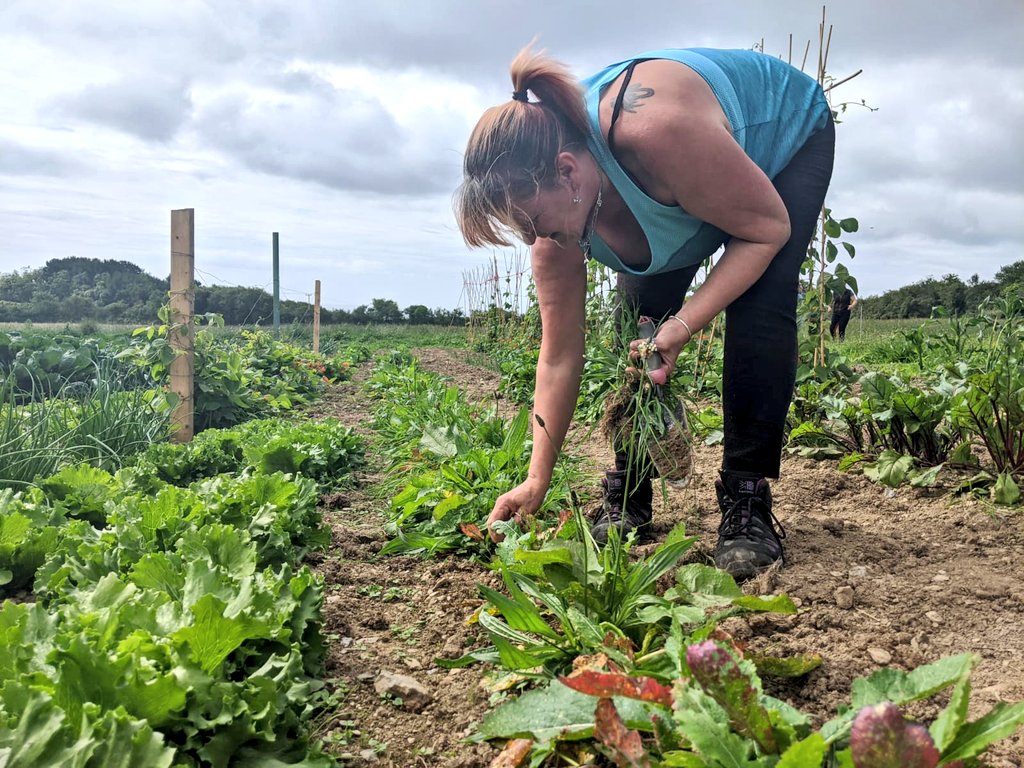 Ready to dig-in and make a difference? We are hiring a Gardener / Grower to help them cultivate beauty and sustainability. 🌱🪴 If you’re passionate about plants and eager to learn, we want to hear from you! Apply now 👉 chaosgroupcornwall.co.uk/jobs/ #KeepItCHAOS #HorticultureJobs