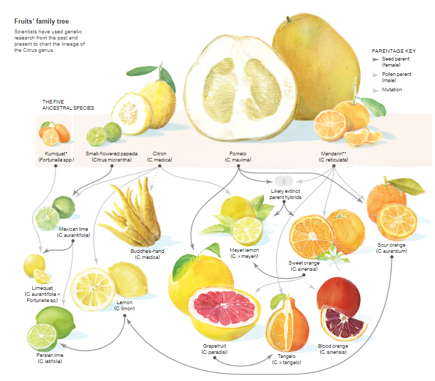 #DYK? Scientists have been able to chart the lineage of the citrus genus using genetic research and it turns out every lemon, grapefruit or orange you've eaten are descendants from just a few ancient species! #JustGrowIt