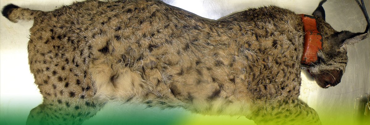 Ecognitio tweet media