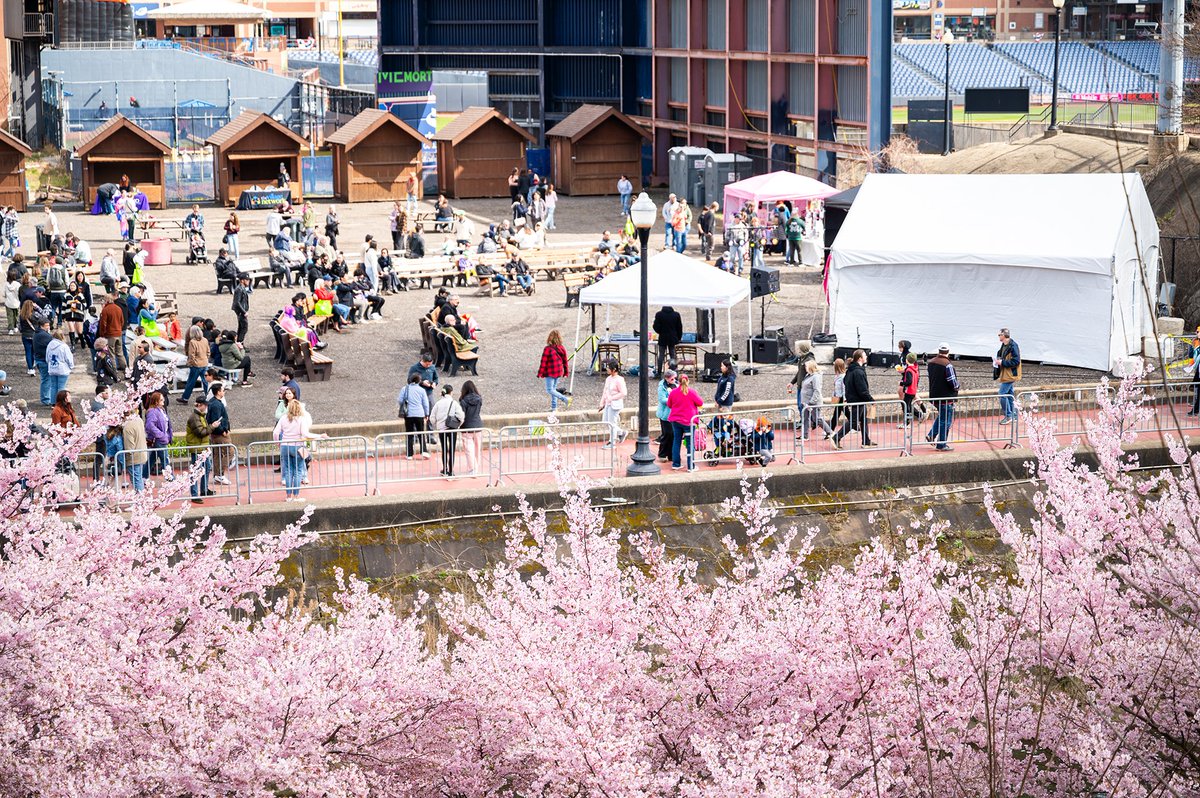 downtownakron's tweet photo. This year's Downtown Akron Sakura Festival was the biggest yet! Read all about it: https://t.co/qzqysci728 Photos: Really? Goody! Studios. #sakura #cherryblossoms https://t.co/VBJzU2h0Zw