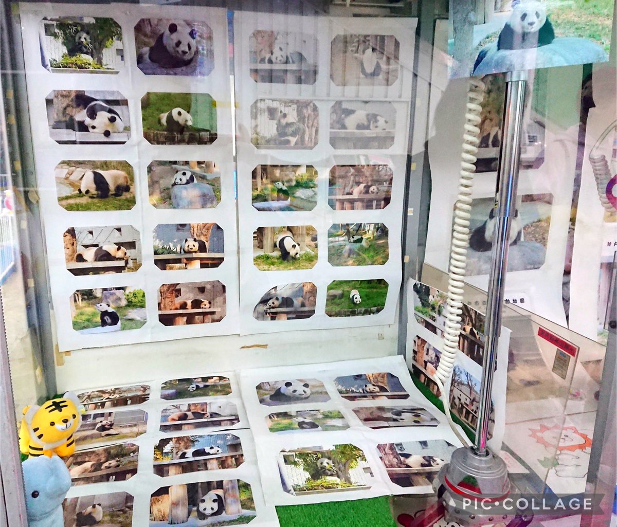 そういえば昨年のプリクラとかあるゲームセンターのUFOキャッチャーの中がタンタンの写真だらけだったんです🐼 最初驚きましたがこんな使い方も素敵ですね✨️ 王子動物園の工夫の仕方が好き❣️ 写真展して欲しいな～ #王子動物園 #タンタン #神戸