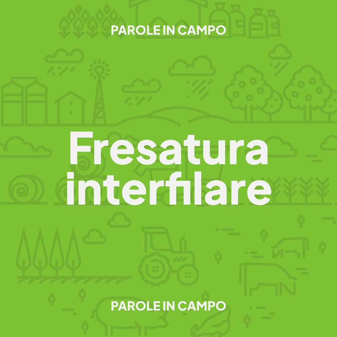 Agea_gov's tweet image. Cos’è la #fresatura interfilare?
È una tecnica che favorisce il mantenimento delle coltivazioni viticole e frutticole attraverso la movimentazione del terreno in autunno e in primavera.
#Agea #AgeaGov #ParoleInCampo