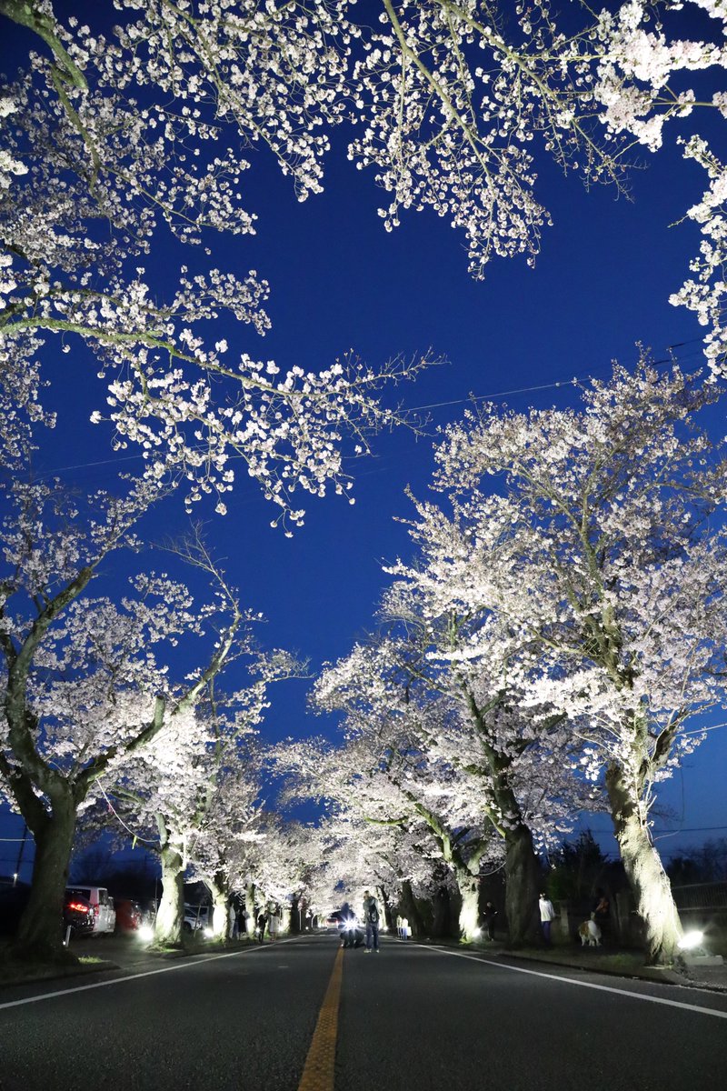 PAKU_DORA's tweet photo. 今年も #GLAY の #さくらびと を聴きながら
#夜ノ森 の桜を見に行きました。
ライトアップした桜は圧巻でした。
そして夜空を見上げたら星が沢山見えました。
うまく撮れなかったから目に焼き付けてきたけど
星空ってやっぱり美しいなって思いました。
また来年も来たいな。 https://t.co/zcHyHSkQVq