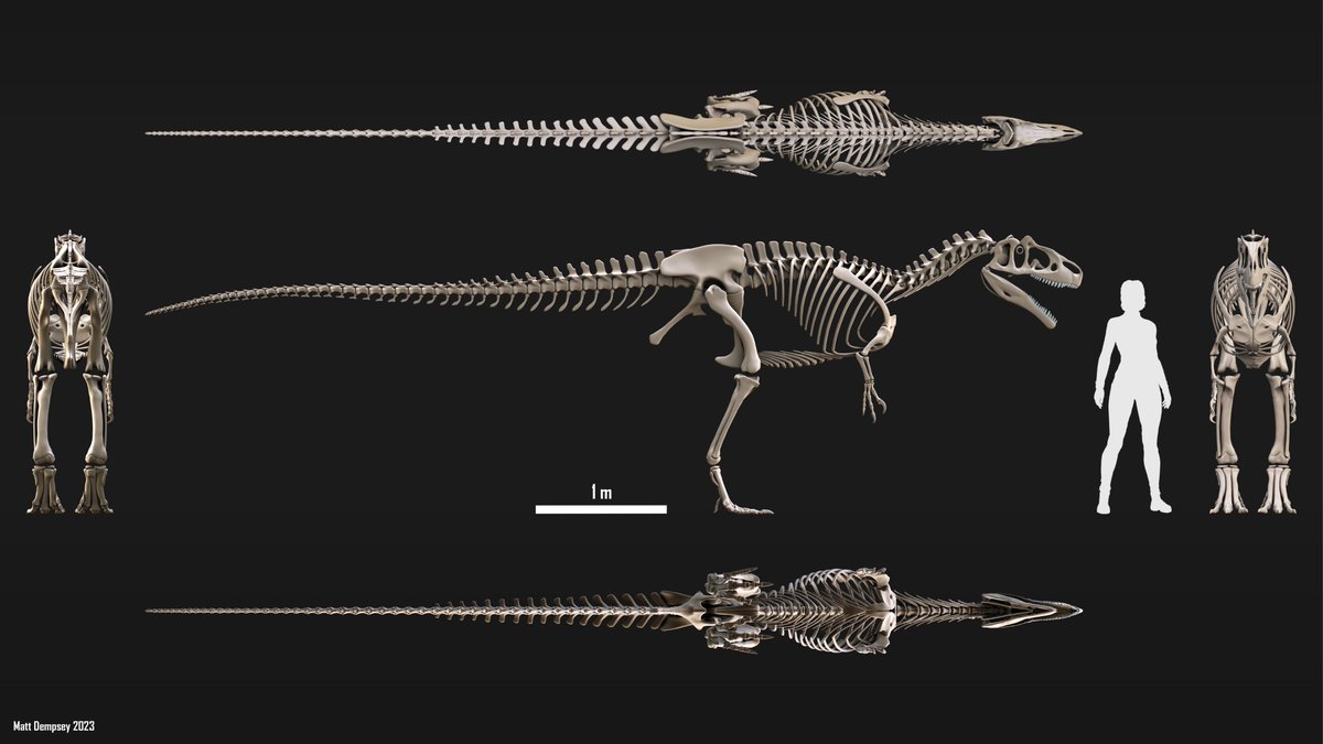 #PortfolioDay, apparently? I specialise in making scientifically informed anatomical models of dinosaurs and other critters. Intended for both research and artistic reference purposes! Limited commission spaces open, if folks are interested. 🦕🦖🦴🍗