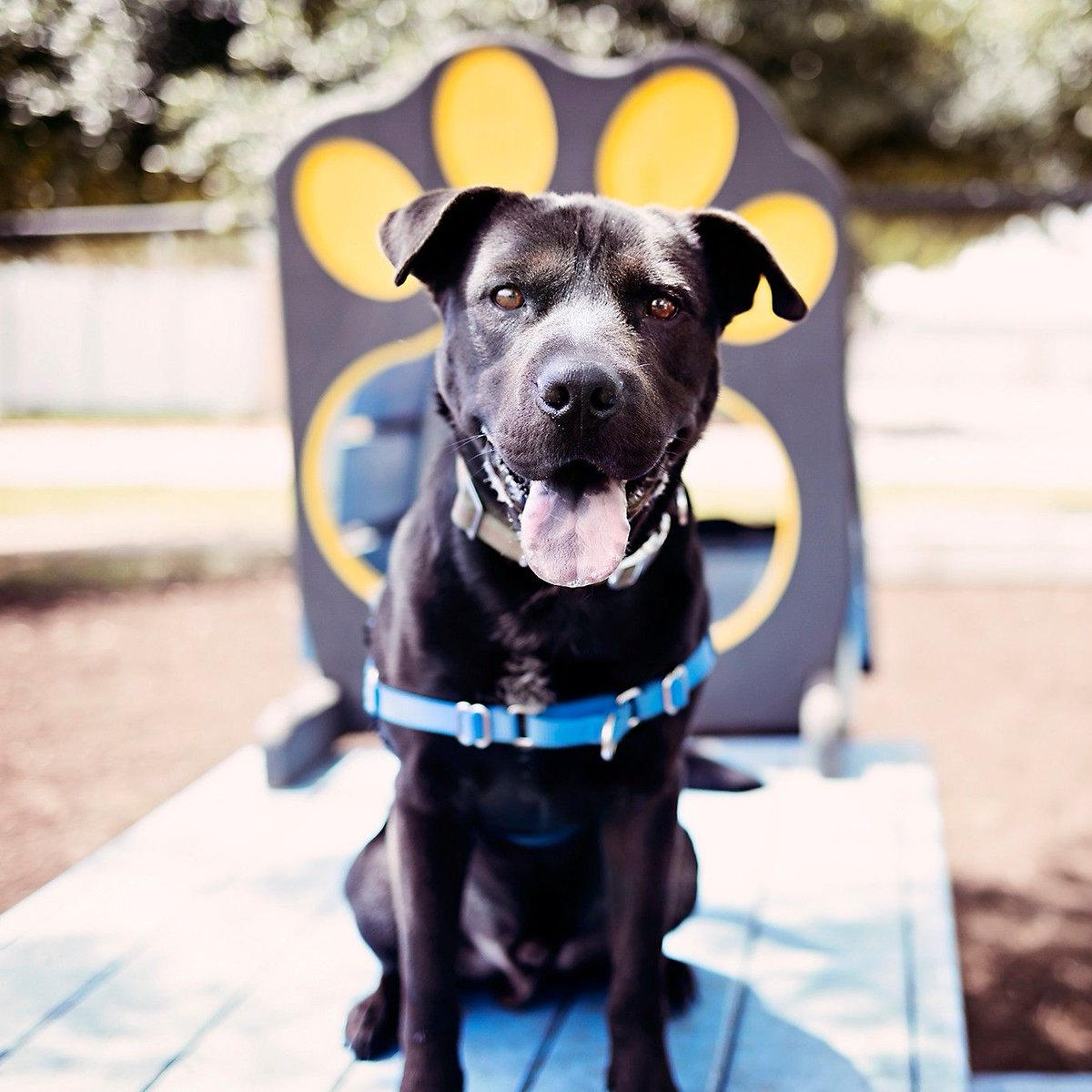 Meet adoptable cutie Bradley! A month ago, Bradley was found abandoned in a crate by the dumpsters at a tire store. Bradley is about 2 years old and weighs 45 lbs. bit.ly/4cO8Muu