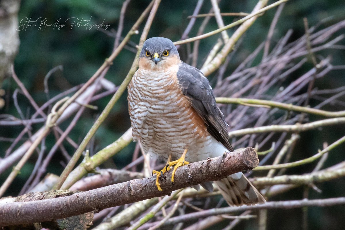 Not something you see in the bird hide at @NTClumberPark everyday, a sparrowhawk