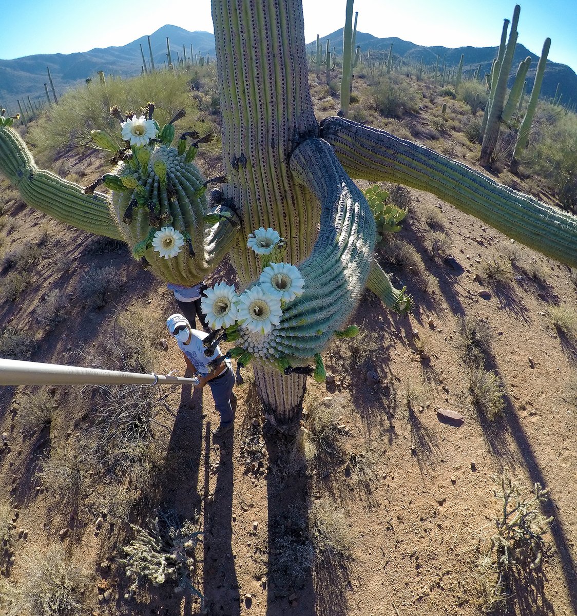 NatureNPS's tweet photo. We ❤️ citizen scientists! 

Without #CitizenScientists those big datasets that parks find so useful would be only a dream. In this #ParkScienceMagazine article, read how important citizen scientists (and their gadgets) are to science in national parks. ➡️ https://t.co/ugVoCuyFyz https://t.co/tQ6LqMh8yQ