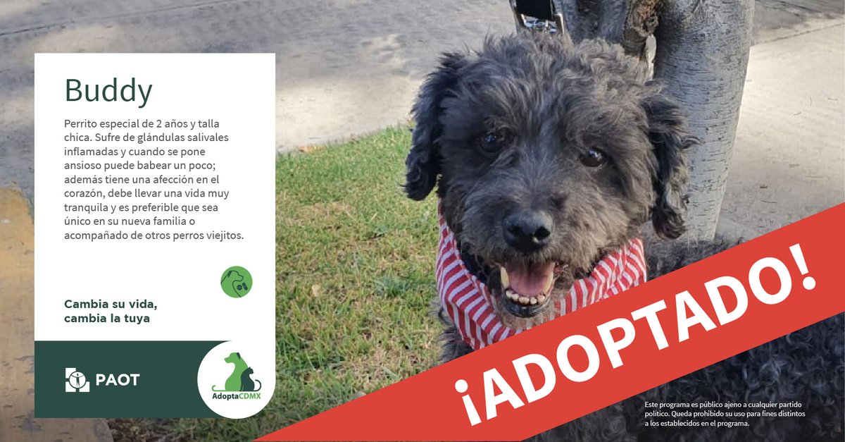 Me llamo Buddy👨‍🍳y soy un perrito muy especial y afortunado.✨ 😱Adivinen, ❤️¡Ya tengo una familia!🥳 Me adoran🥰y aman pasar tiempo conmigo.😍 Mi❤️corazón esta completo con su amor. 👪 Visita AdoptaCDMX👇 bit.ly/AdoptaCDMX Quizá encuentres aquí tu compañero🫶👨‍❤️‍👨ideal.