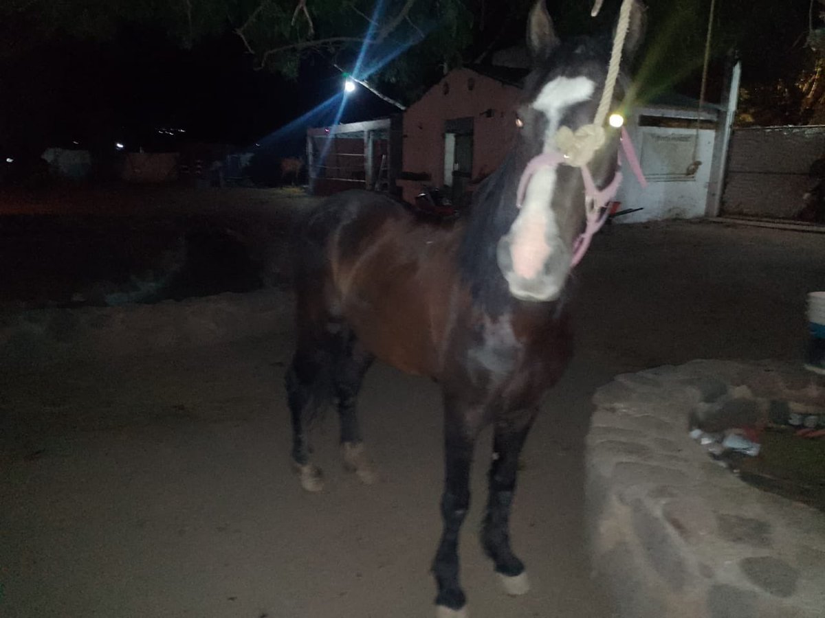 ¡Rescataron a 'Granizo'! 🥰 La Fundación @sereslibres_mx informó que fue rescatado este caballo que se encontraba en condiciones inhumanas y era maltratado para que llevara una carreta con basura Ahora tiene un nuevo hogar y conocerá la vida que los animales merecen 🐴🙏🏻