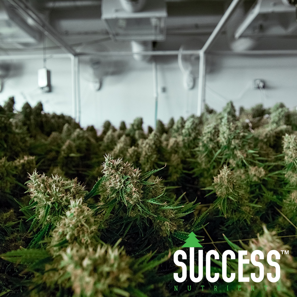 Success Nutrients tweet media