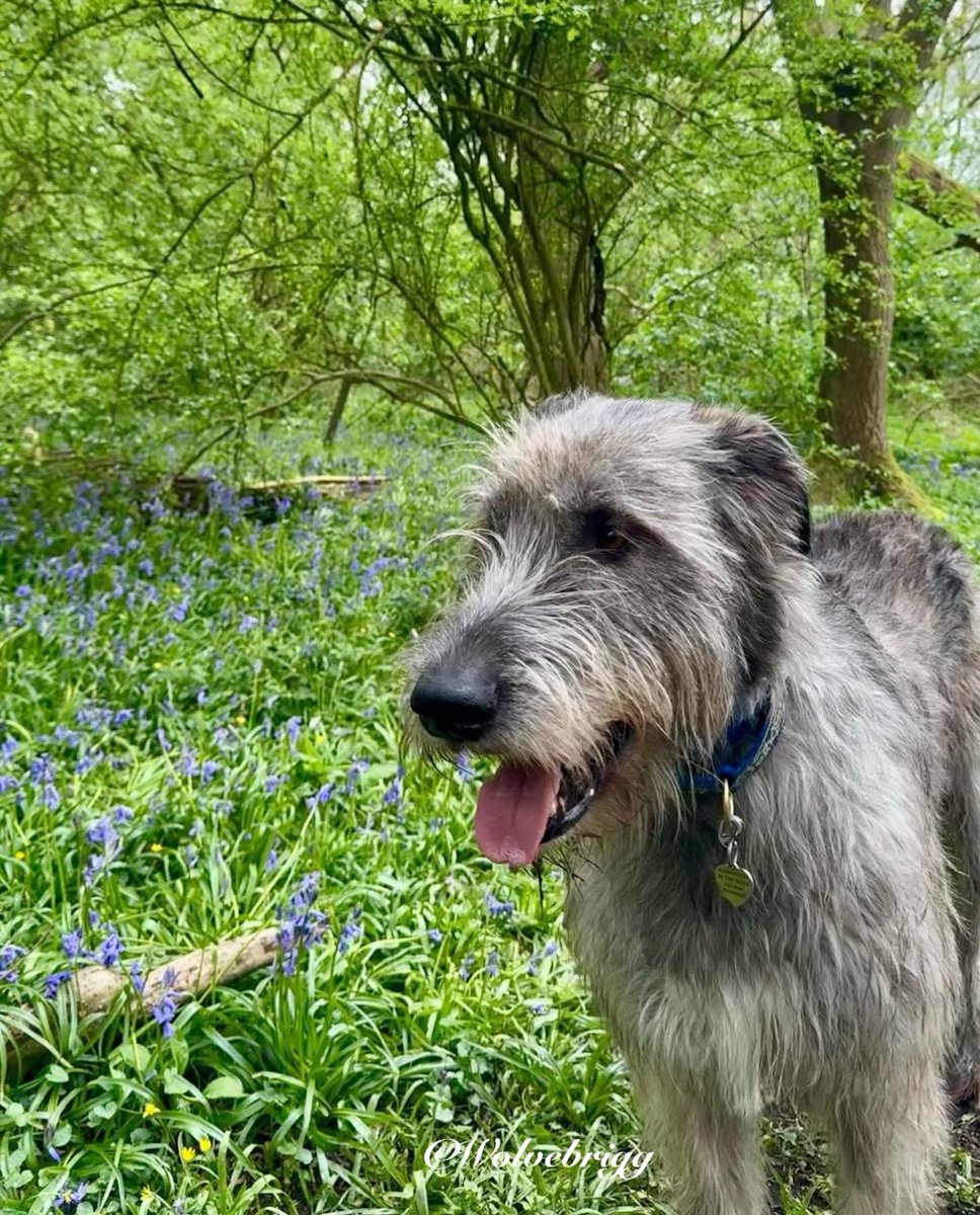 The bluebells are blooming in the Bluebell Wood!!🐺💙 #IrishWolfhound #dogs #DogsofTwitter #DogsofTwitter #DogsofX