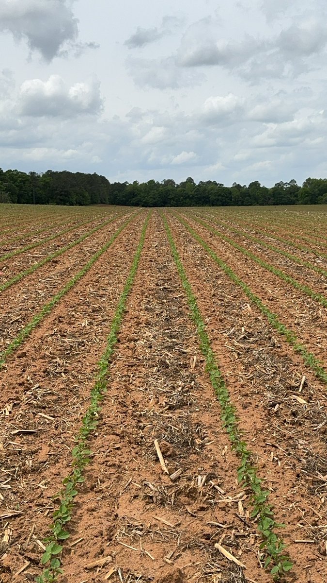 Had been terrible planting conditions so far this year. But we see able to sneak in one field of beans in good conditions and got as even a stand as I’ve ever seen. They got a good start. Long way to go! 🌱 💪🏻