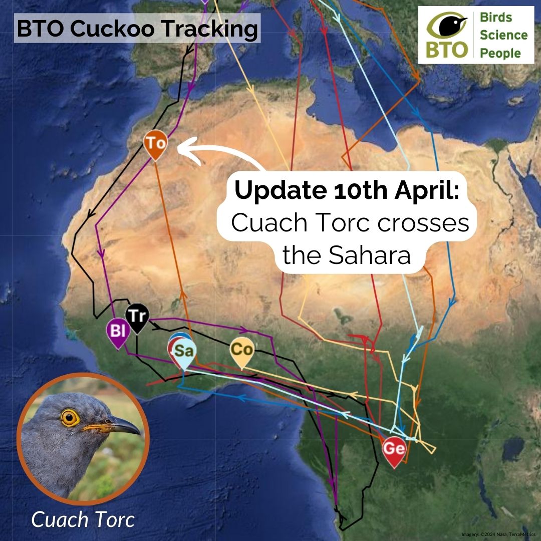 Now we’re Torc-ing 😃 Cuach Torc has flown 1,469 miles from Ghana to Algeria. This makes him the first of our tagged Cuckoos to cross the Sahara. 🙌 Do you love watching our tagged Cuckoos’ journeys? Help support this project by sponsoring a Cuckoo👉 bit.ly/SponsorBTOCuck…