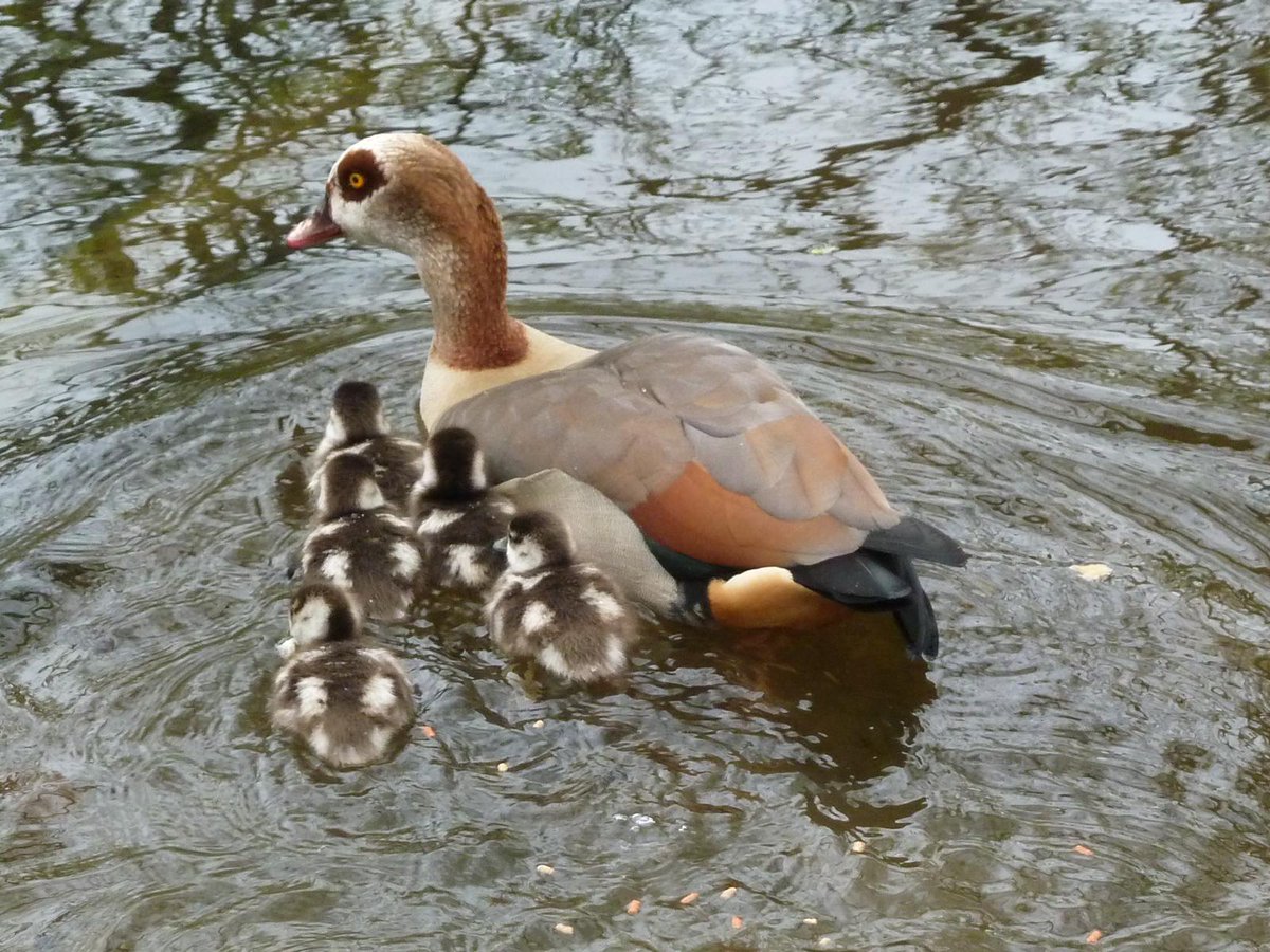 It really is #spring! Today we had the first sighting of a brood of Egyptian #goslings at Rush pond. Last year’s first brood was out and about at the beginning of March, but this year there haven’t been any other chicks so far 🧡 #egyptiangeese #Chislehurst #villageponds