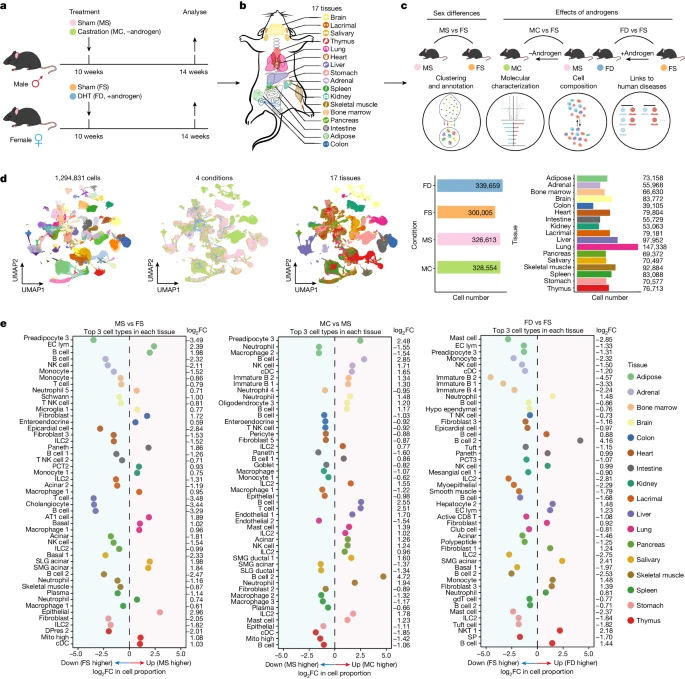 Mouse scRNA-seq 2.3M cells, 17 tissues finds sex-biased immune gene expression & immune cell populations (ILC2) were modulated by androgens, w/ risk gene enrichment in antigen presentation for sex-biased diseases @Nature 
nature.com/articles/s4158…