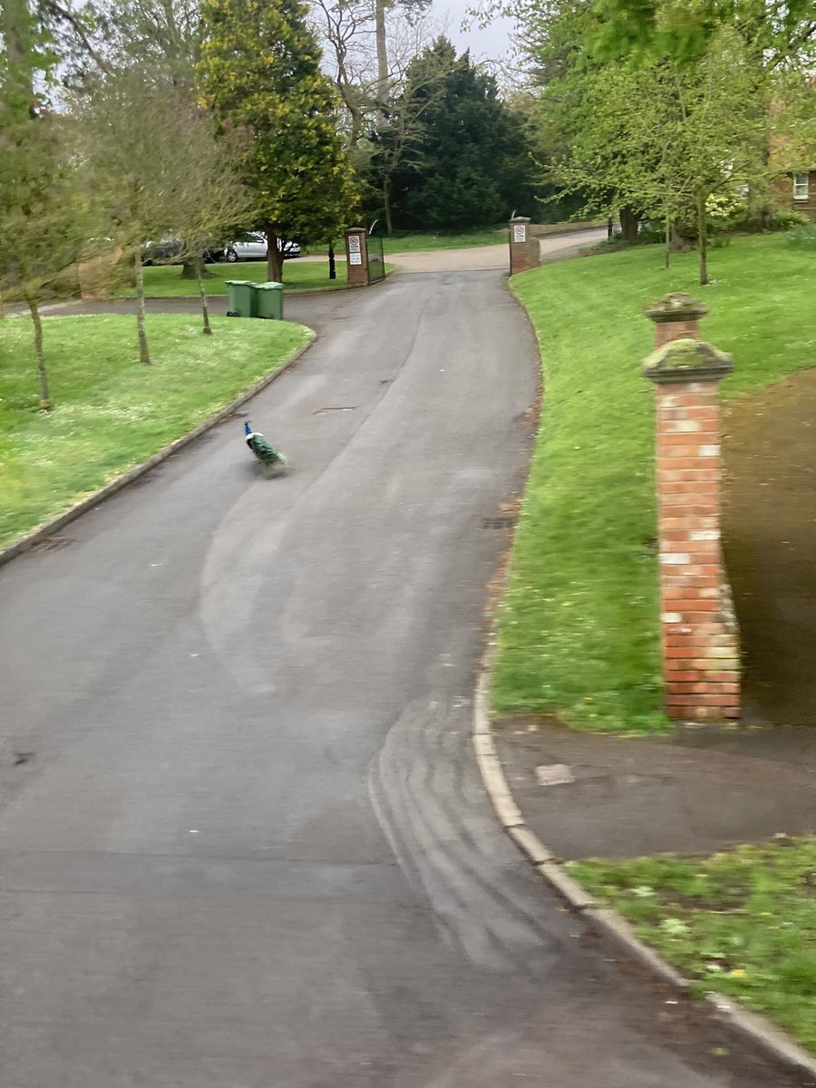 A peacock just legged it across the road in front of the bus. Of course. 😂