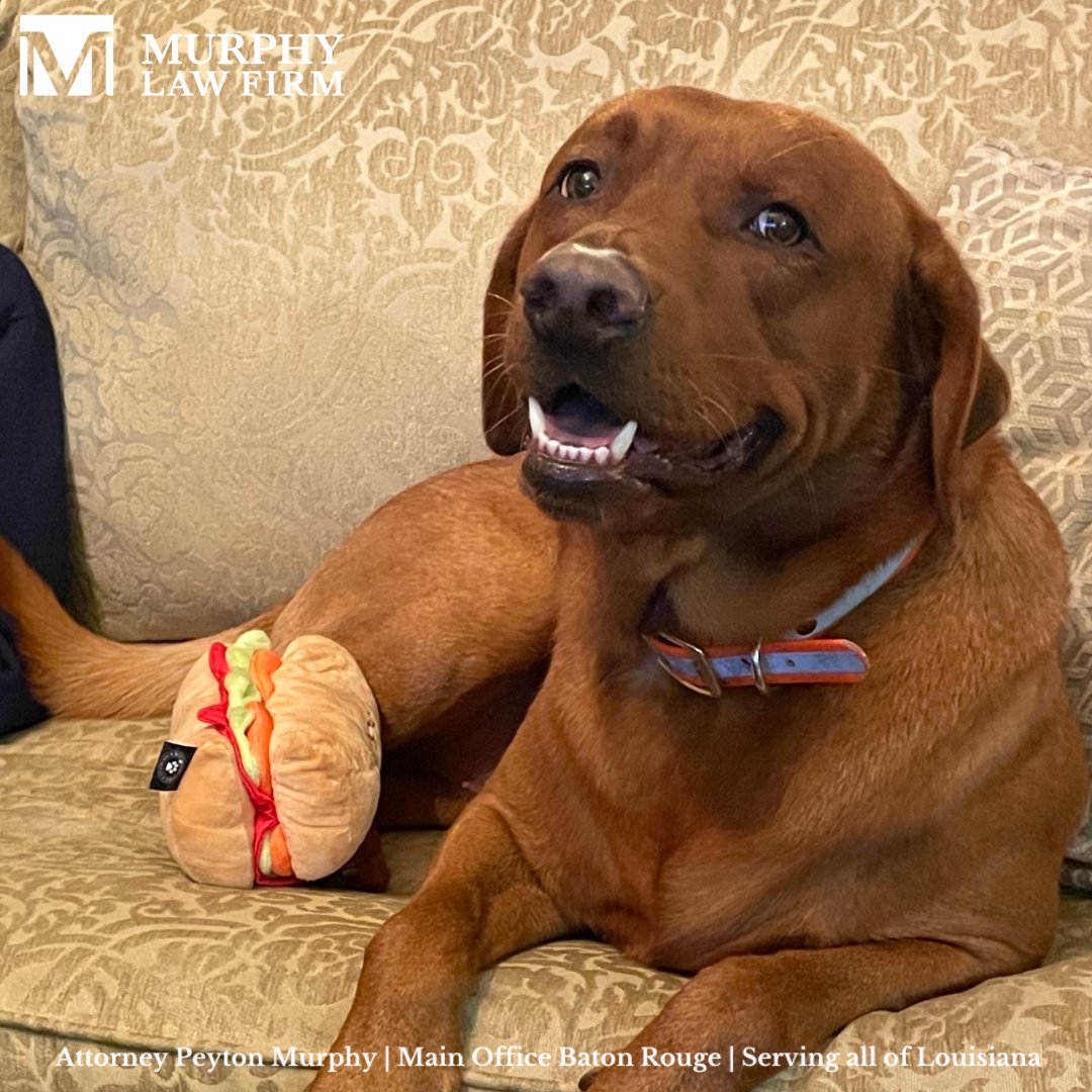 Some cuteness to get you through your week🐶 #WaylonWednesday

#FoxRedLab #OfficeDog #BatonRouge #Louisiana #TrialAttorney #InjuryAttorney