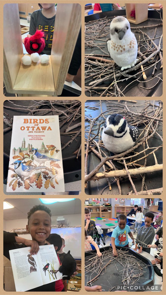 The Pines explored bird calls and made nests for these singing plush birds. Students have made requests for the next ones I buy including a chickadee, a robin and Canada Goose. @StRitaOCSB @OttCatholicSB @ocsbEco #ocsboutdoors