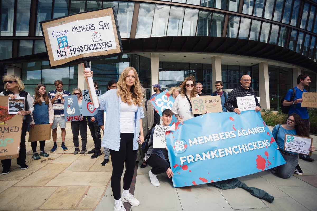 WE NEED YOU! 96% of members voted to end Co-op's cruel use of fast-growing Frankenchickens, but the supermarket has refused to act. Join us for a day of peaceful demonstration outside of @coopuk's Annual General Meeting in Manchester on May 18th. eventbrite.com/e/co-op-agm-20…